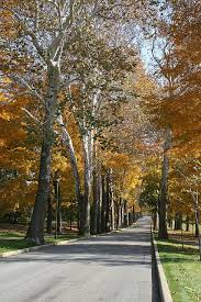 The Avenue Saint Marys College Saint Marys College Road Trip