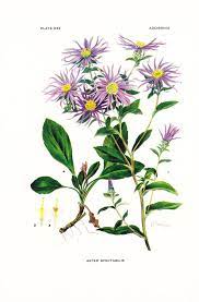 1936 Botany Print Aster Spectabilis Showy Aster Vintage Etsy Botanical Illustration Vintage Vintage Botanical Prints Botanical Illustration