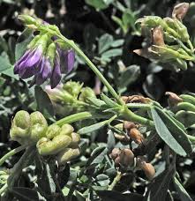 Image result for Medicago sativa