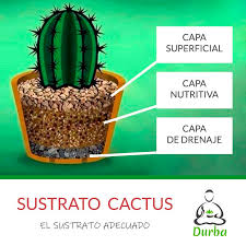 Algunas suculentas crecen muy bien sobre las grietas u orificios de las piedras calcáreas. Durbachile Chiledurba Twitter