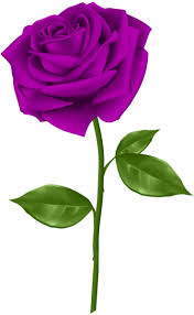 Purple Rose Transparent Png Clip Art Rose Flower Png Flower Background Images Flower Images