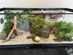 New Setup Ballpython Snake Terrarium Snake Enclosure Snake Cages