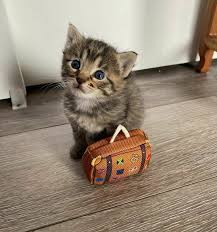 See more ideas about cats and kittens, kittens, cats. Pin On Funny Animals