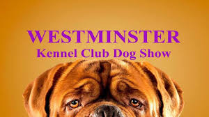 The winner of the hound group. Westminster Dog Show 2020 Live Home Facebook