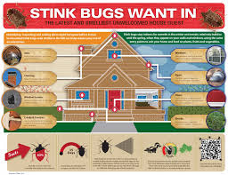 These houseplant pests may cause minor feeding damage to root systems. Stink Bug Facts Removal Get Rid Of Stink Bugs Orkin