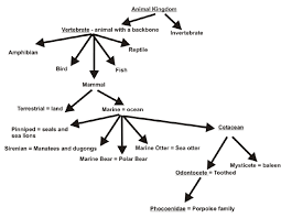 Narwhal Animal Classification Chart Dont Let Any More