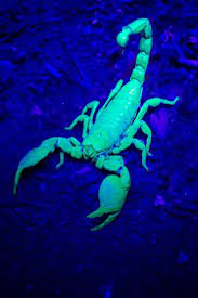 Glass aquarium tanks are probably the easiest housing to use. Black Emperor Scorpion Scorpion Glowing Scorpion Arachnids