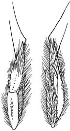 Image result for Ischaemum afrum