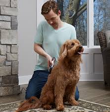 No loud and strange noises. Dog Grooming Wahl Usa