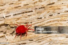 Image result for Trombicula autumnalis bites