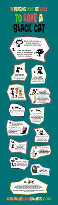 Cats Archives Page 2 Of 3 Tipsographic Black Cat Crazy Cats Cats