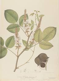 Image result for Macropsychanthus