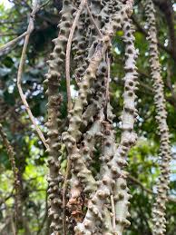 Image result for Tinospora fragosa