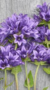 Download for free your favourite wallpaper from flowers category for your mobile device. Purple Flowers Wood Background 750x1334 Iphone 8 7 6 6s Wallpaper Background Picture Image