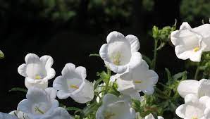What are small white bell like flowers? White Bell Shaped Flower Stock Footage Video 100 Royalty Free 2729663 Shutterstock