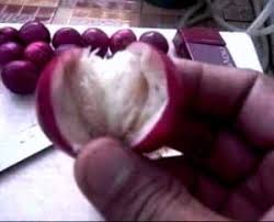 Kalau sudah mengenal apa saja khasiat baik yang ditawarkan oleh buah mahkota dewa bagi kesehatan kulit anda, terutama yang mengalami jerawat, maka anda harus tahu persis bagaimana cara mengolah buah ini secara benar. Manfaat Buah Mahkota Dewa Untuk Kesehatan Dan Penampilan 2021