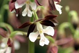 Image result for Calanthe