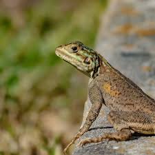 Image result for Fadogia arenicola