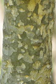 Image result for Stadmannia oppositifolia