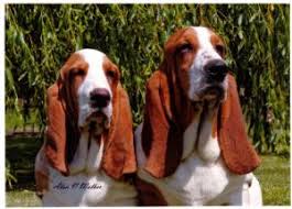 I expect to have show quality puppies available in the future out of our european litters and full registration will be available to select homes. Switherland