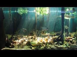 Resep 'aneka macam pastry' paling teruji. The Amazonian Aquarium Setup Biotope Options Fish Plants Substrate Aquarium Biotope Aquarium Planted Aquarium