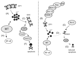 Understanding liver cancer is important if you want to develop an effective treatment plan and live a long and healthy life. Effect Of Zinc Ii Ions On The Expression Of Pro And Anti Apoptotic Factors In High Grade Prostate Carcinoma Cells