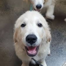 25 cute Golden Retriever puppies for sale in Madison, Alabama