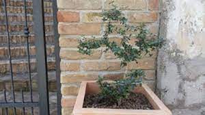 We are able to transplant olive trees ranging in sizes from 12 to 25 feet tall and from 6 to 14 feet wide. Container Grown Olive Trees How To Grow An Olive Tree In A Pot