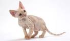 What are the Best Hypoallergenic Cat Breeds ... - Petfinder