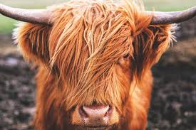 Hielan coo) is a scottish breed of rustic cattle.it originated in the scottish highlands and the outer hebrides islands of scotland and has long horns and a long shaggy coat. Did You Know The Highland Cow In Scotland Eagle Brae