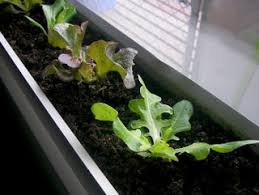 Maybe you would like to learn more about one of these? Grow Vegetables Indoors Over Winter 3 Steps With Pictures Instructables