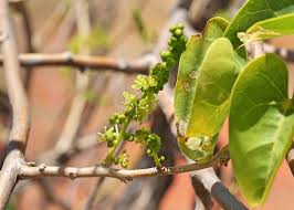 Image result for Tinospora mossambicensis