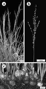 Image result for Panicum adenophorum