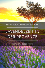 Ein traumurlaub in die provence während der lavendelblüte. Duftende Lavendelfelder In Der Provence Urlaubsguru Lavendelfelder Provence Urlaub Provence
