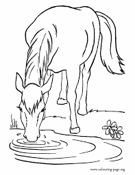 Horses A Farm Horse Drinking Water In The Lake Coloring Page Horse Coloring Pages Animal Coloring Pages Horse Template