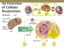 Maybe you would like to learn more about one of these? Cellular Respiration Chapter 9 Ppt Download
