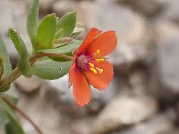 Image result for Lysimachia arvensis