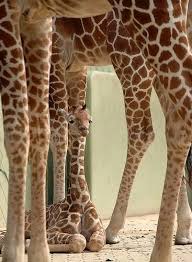 Pin By Tina Woodson On Katsu Animals Giraffe Baby Giraffe