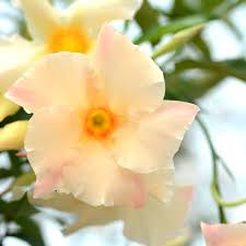 Mandevilla plants are not hardy in winter regions. Sun Parasol Apricot Mandevilla Hybrid Proven Winners