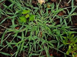 Image result for Digitaria setifolia
