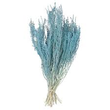 Image result for Stoebe