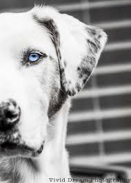 All Black Catahoula Leopard Dog Pin By Kathryn Halaby On Dogs In Photos Leopard Dog Louisiana Catahoula Leopard Dog Catahoula Leopard Dog