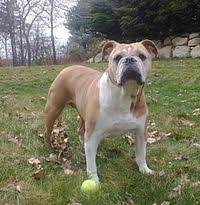 The breed is listed in the ukc guardian dog group. Olde English Bulldogge Wikipedia