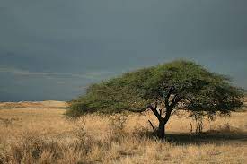 Let's take a brief look at the history of the 5. Hd Wallpaper Close Up Photo Of Green Tree During Daytime Acacia Africa Landscape Wallpaper Flare