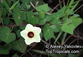 Image result for Pavonia