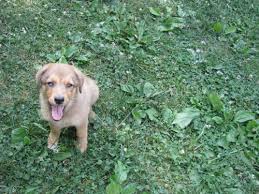 German shepherd puppies for sale in oh german shepherds are dogkind's finest herding and guardian dogs. Australian Shepherd German Shepherd Mix For Sale In Owingsville Kentucky Classified Americanlisted Com