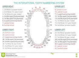 Teeth Infographic 06 B 13 Stock Vector Illustration Of