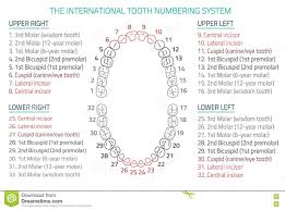 teeth infographic 06 b 13 stock vector illustration of