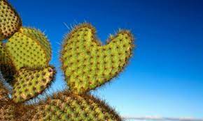 Cactus juice is high in fiber making you feel full when you eat or drink it. Yes Cactus Really Is The Latest Superfood Daily Mail Online