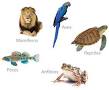 Resultado de imagen para GRUPOS DE ANIMALES REINO ANIMAL